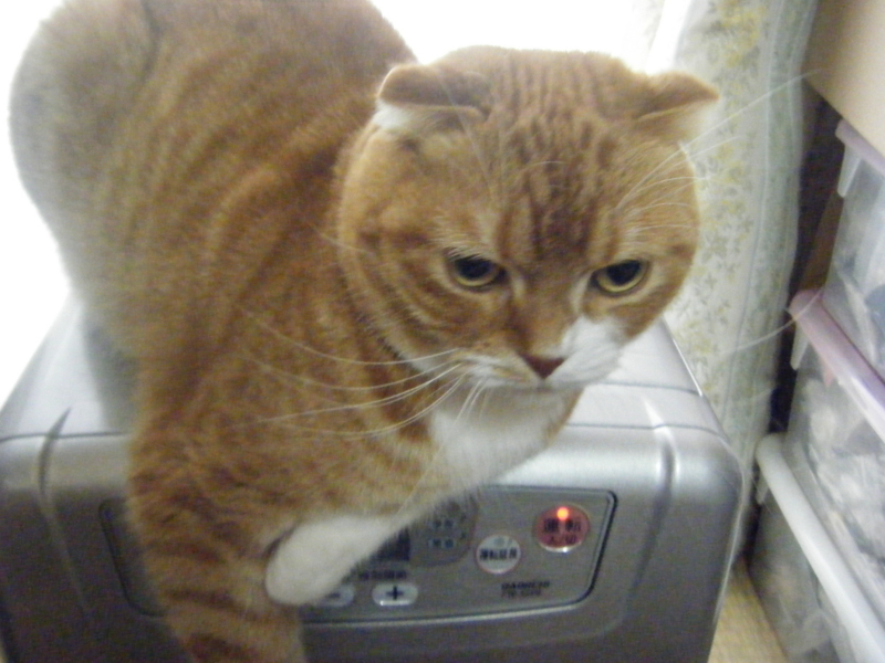 f:id:buta-buta-kobuta:20130403142620j:image