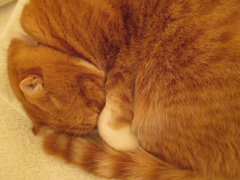 f:id:buta-buta-kobuta:20141129072127j:image