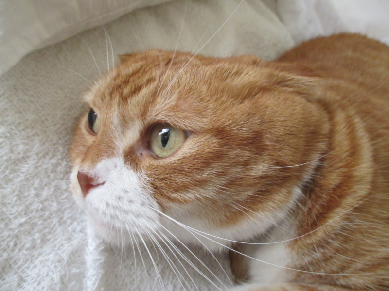 f:id:buta-buta-kobuta:20151007153446j:image