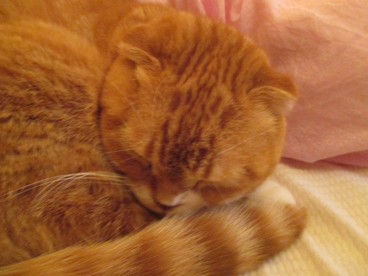 f:id:buta-buta-kobuta:20210221020101j:plain