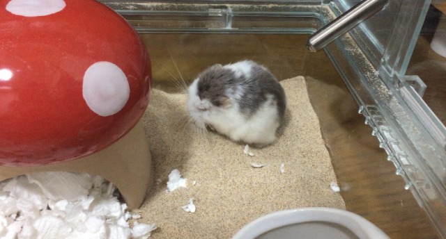 ハムスターの多頭飼いについて いたちの生い立ち フェレット飼育ブログ