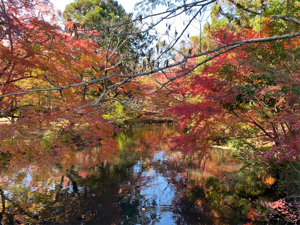 f:id:butabutakotan:20211116164226j:image f:id:butabutakotan:20211116164226j:image