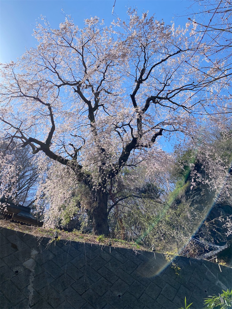 f:id:butamarux:20210412092127j:image f:id:butamarux:20210412092127j:image