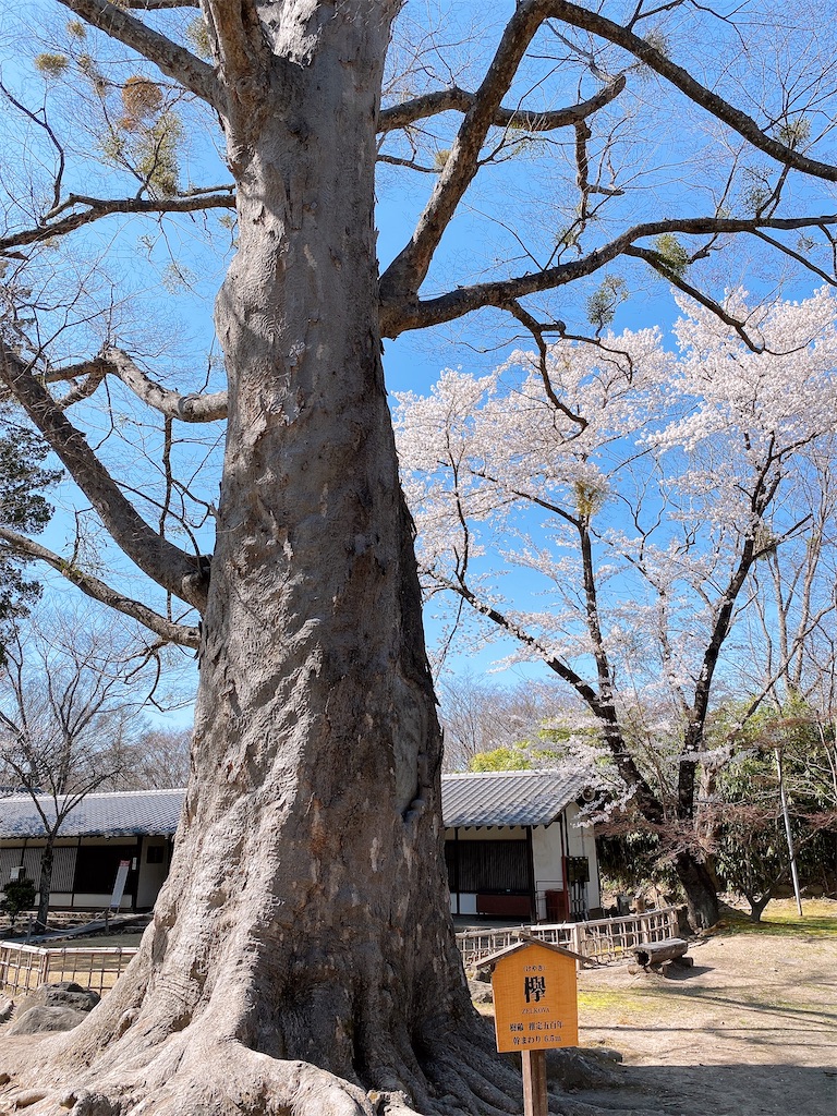 f:id:butamarux:20210412121855j:image f:id:butamarux:20210412121855j:image