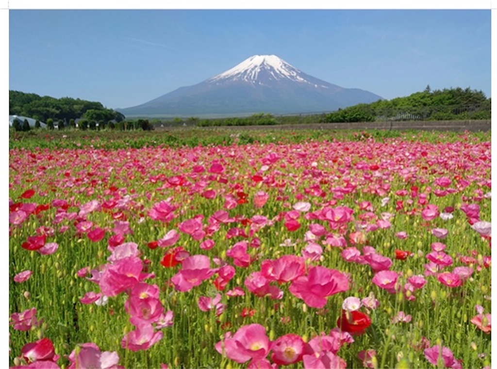 f:id:butamarux:20210417101419j:image f:id:butamarux:20210417101419j:image