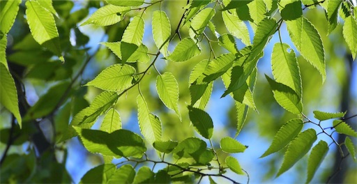 f:id:butaringonokimoti:20200516224827j:image