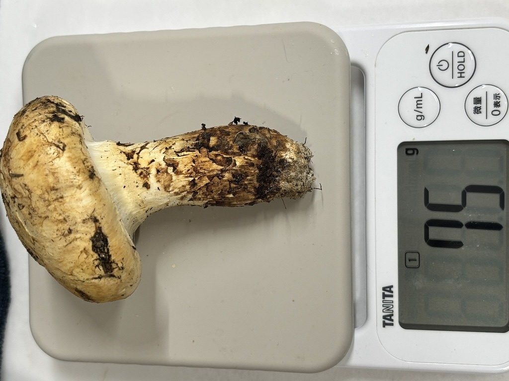 2025 秋 マツタケ 第二弾 - 元 物欲 日記