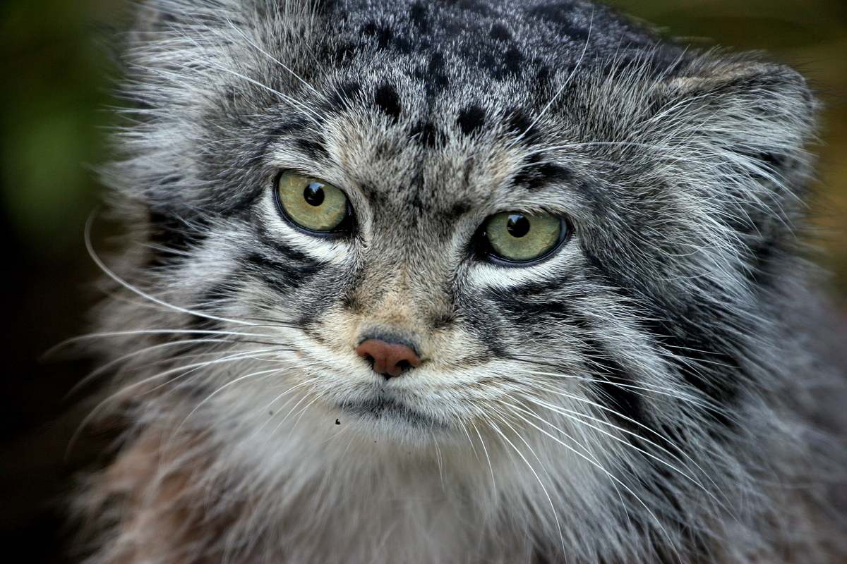 f:id:butter_cat:20200323143701j:plain