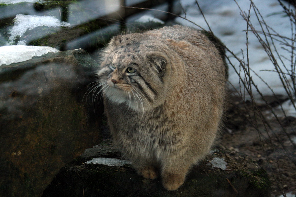 f:id:butter_cat:20200324152343j:plain