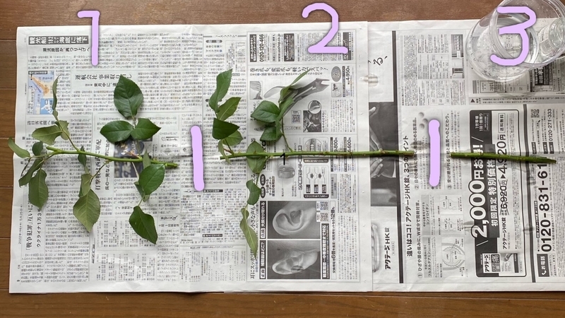 バラ 切り花の挿し木（品種不明） - お蝶夫人のお庭