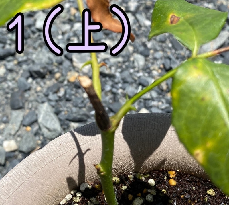 バラ 切り花の挿し木（品種不明） - お蝶夫人のお庭