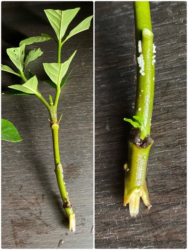 クチナシ 挿し木 お蝶夫人のお庭 クチナシ 挿し木 お蝶夫人のお庭