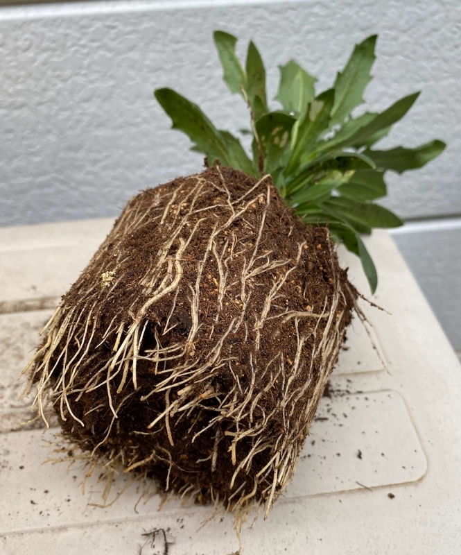 オステオスペルマム挿し木苗3種セット オステオスペルマム挿し木苗3種