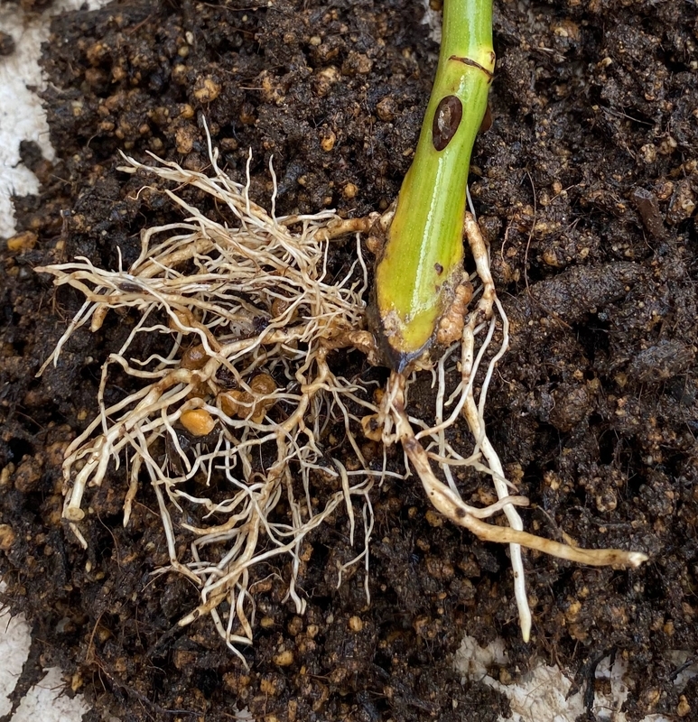 バラの挿し木 発根確認‼️（品種不明） - お蝶夫人のお庭