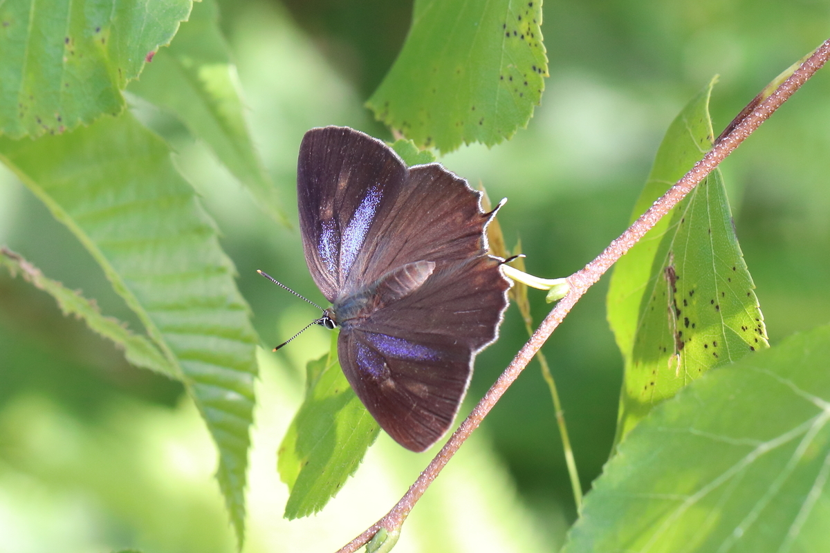 f:id:butterflyer:20190809151028j:plain