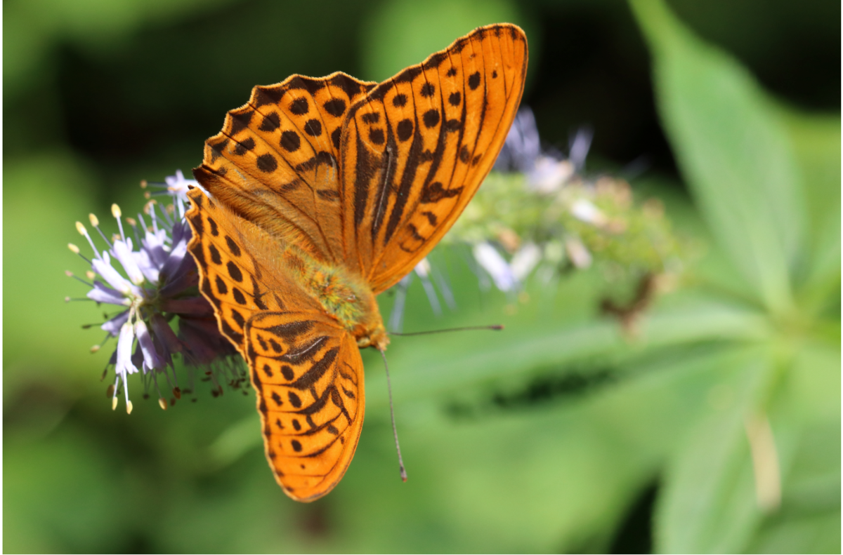 f:id:butterflyer:20190810230812p:plain