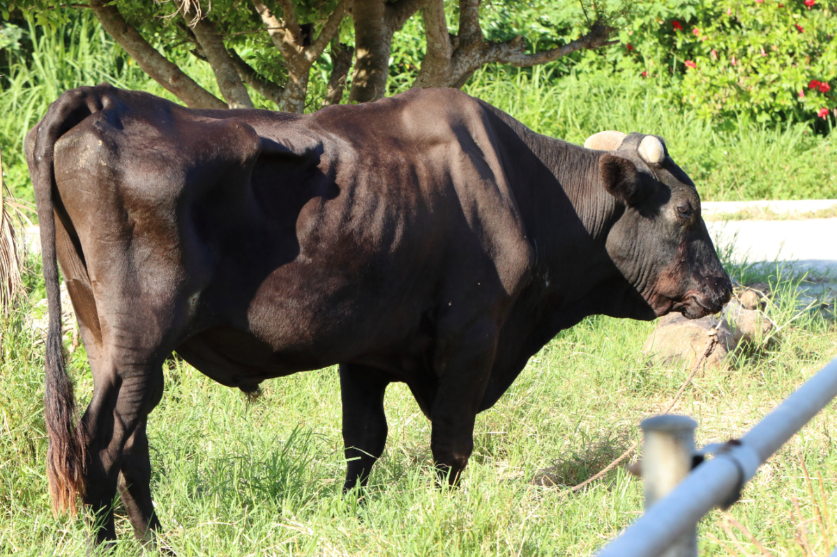 f:id:butterflyer:20190904223743p:plain