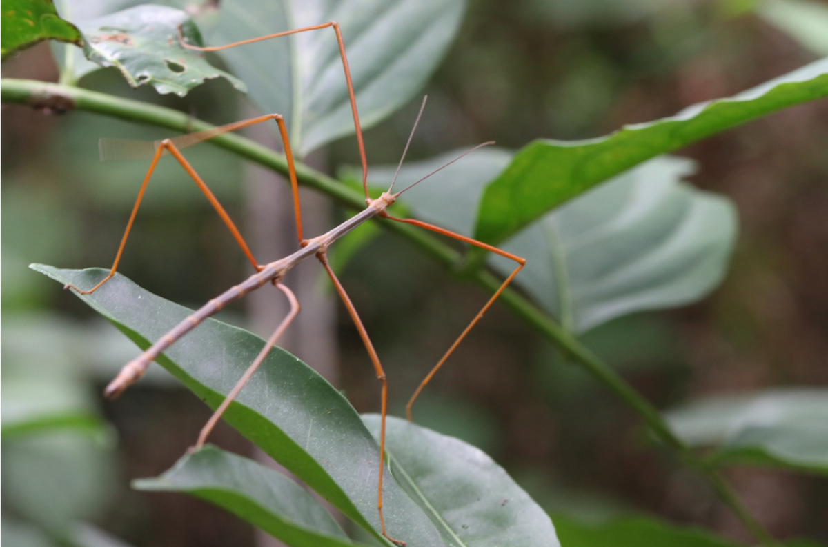 f:id:butterflyer:20190904224814p:plain