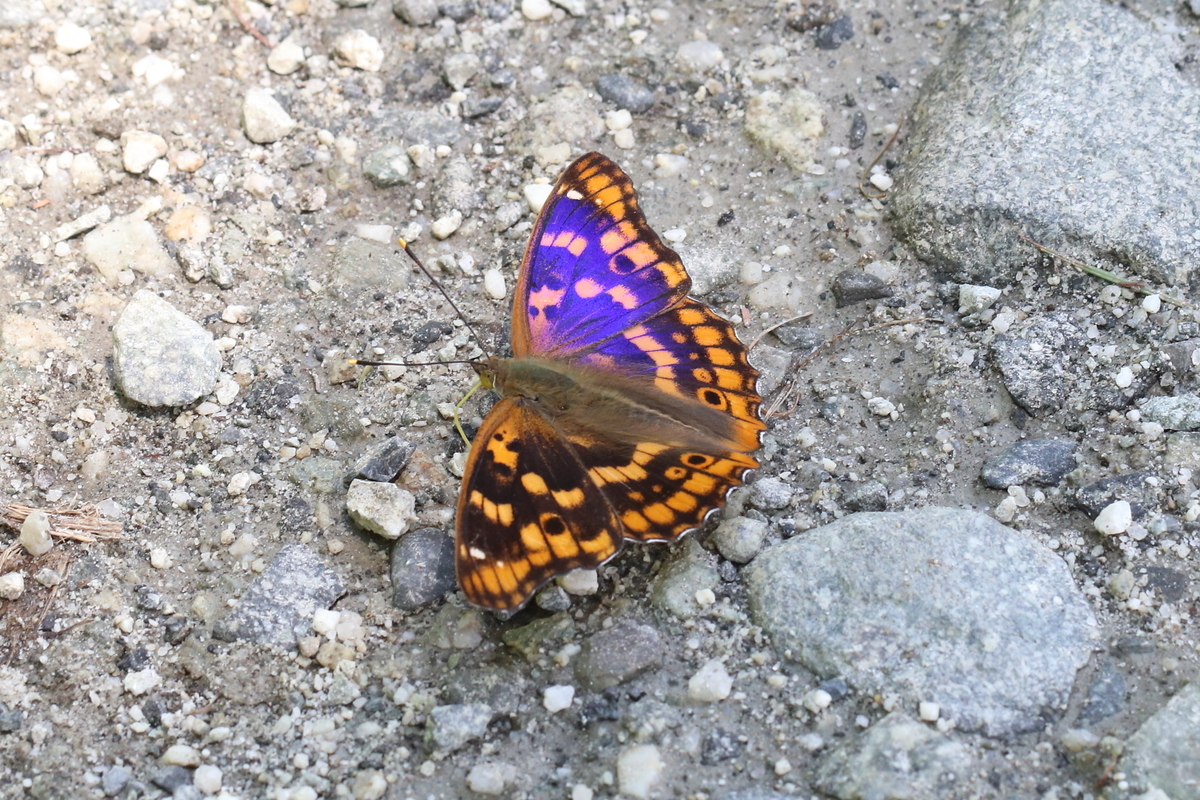 f:id:butterflyer:20191105233540j:plain