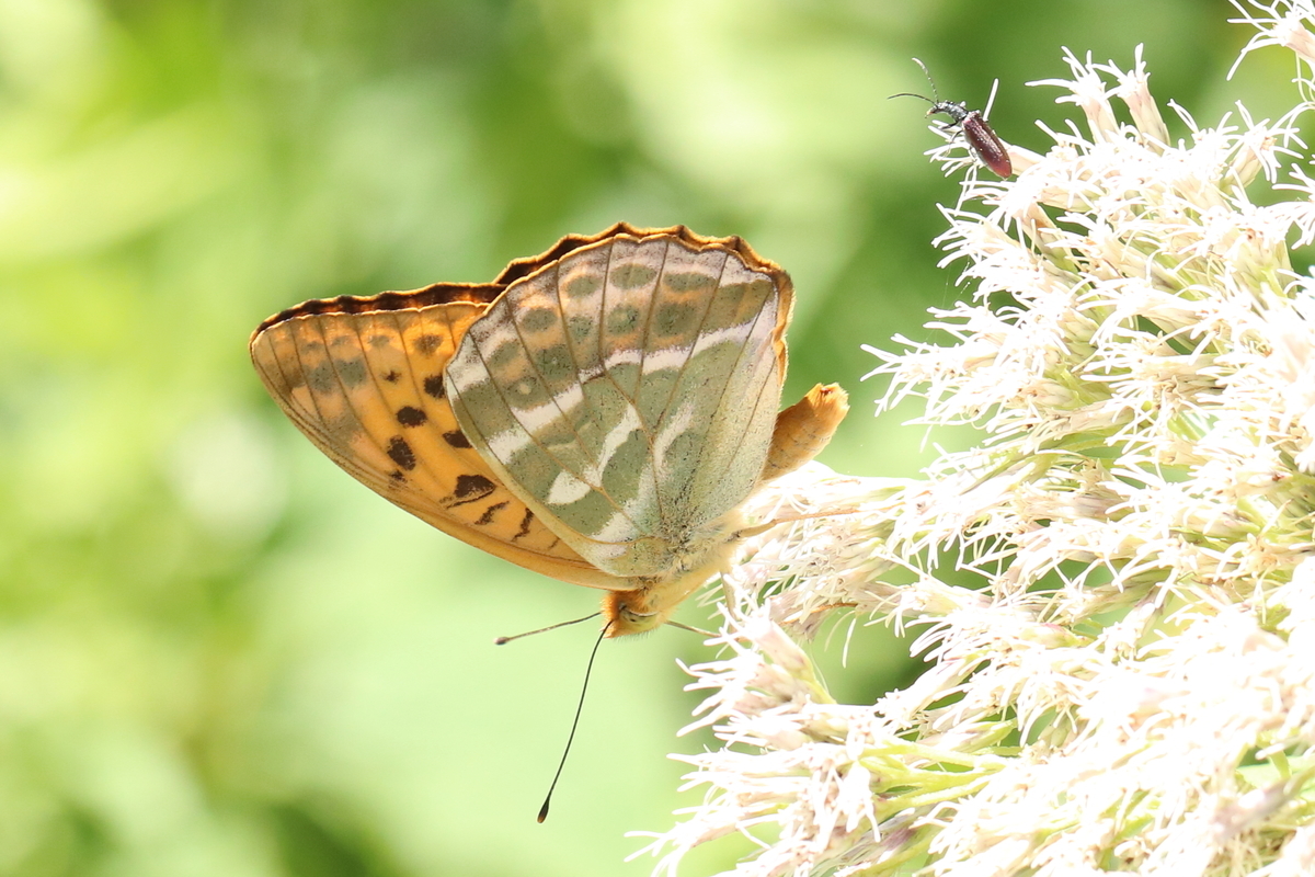 f:id:butterflyer:20191105234434j:plain