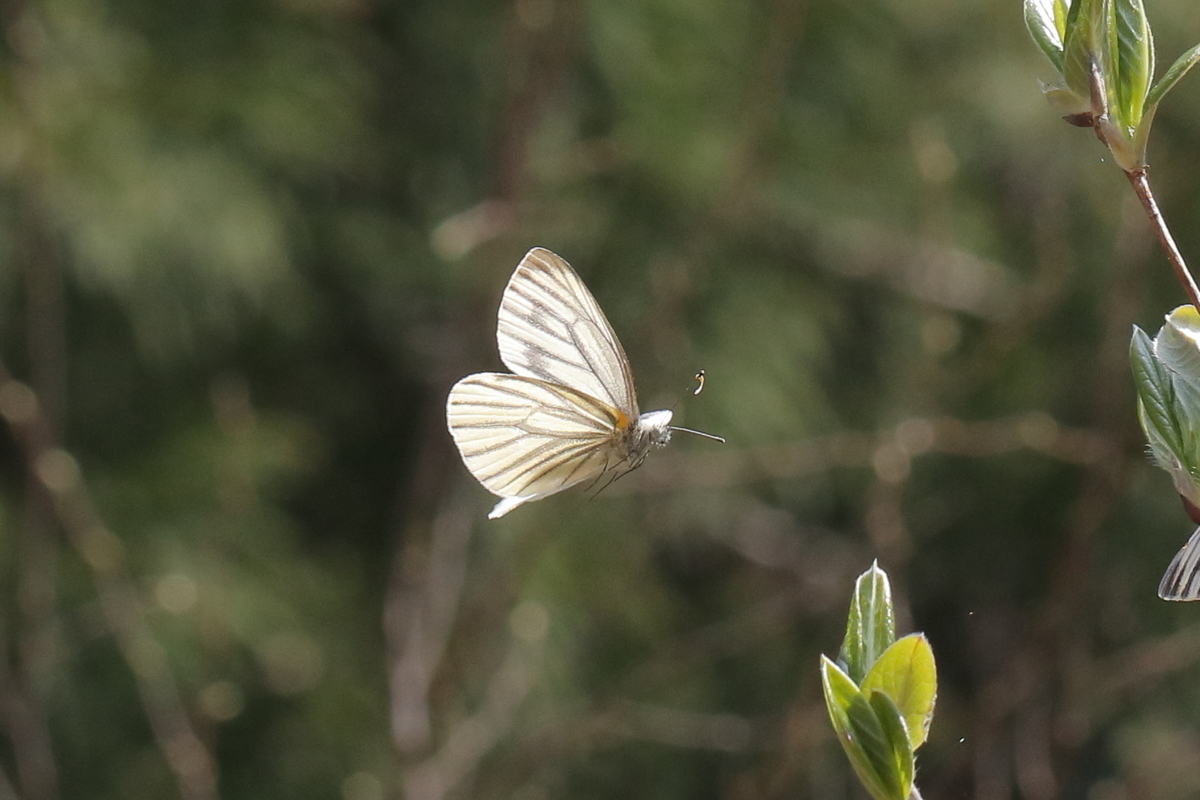 飛翔 スジグロシロチョウ Butterflyer S Blog