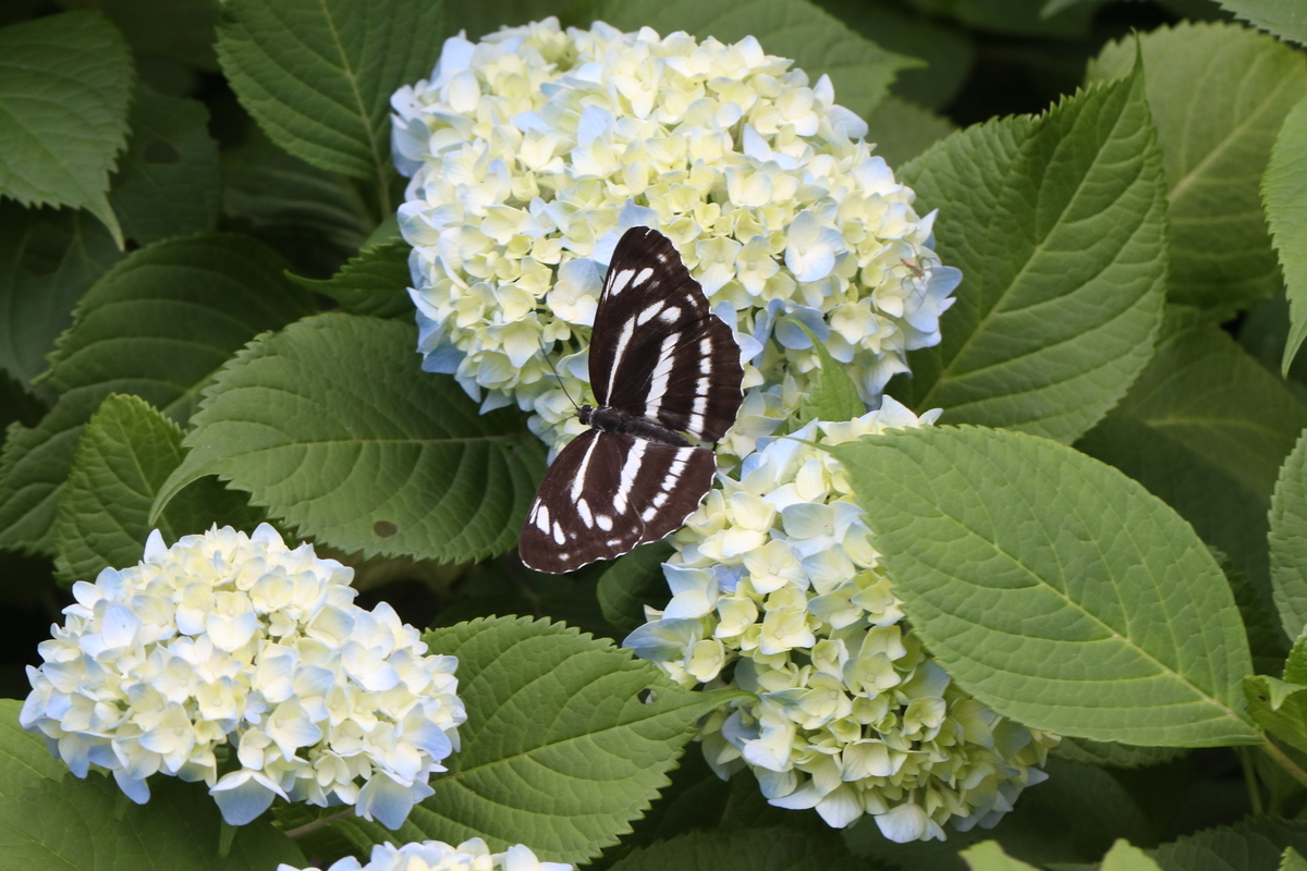 f:id:butterflyer:20200607200726j:plain