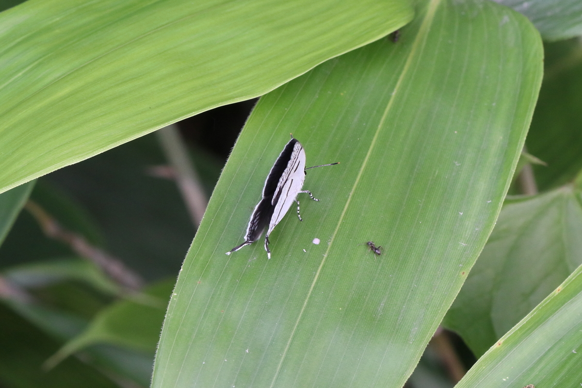 f:id:butterflyer:20200607203711j:plain