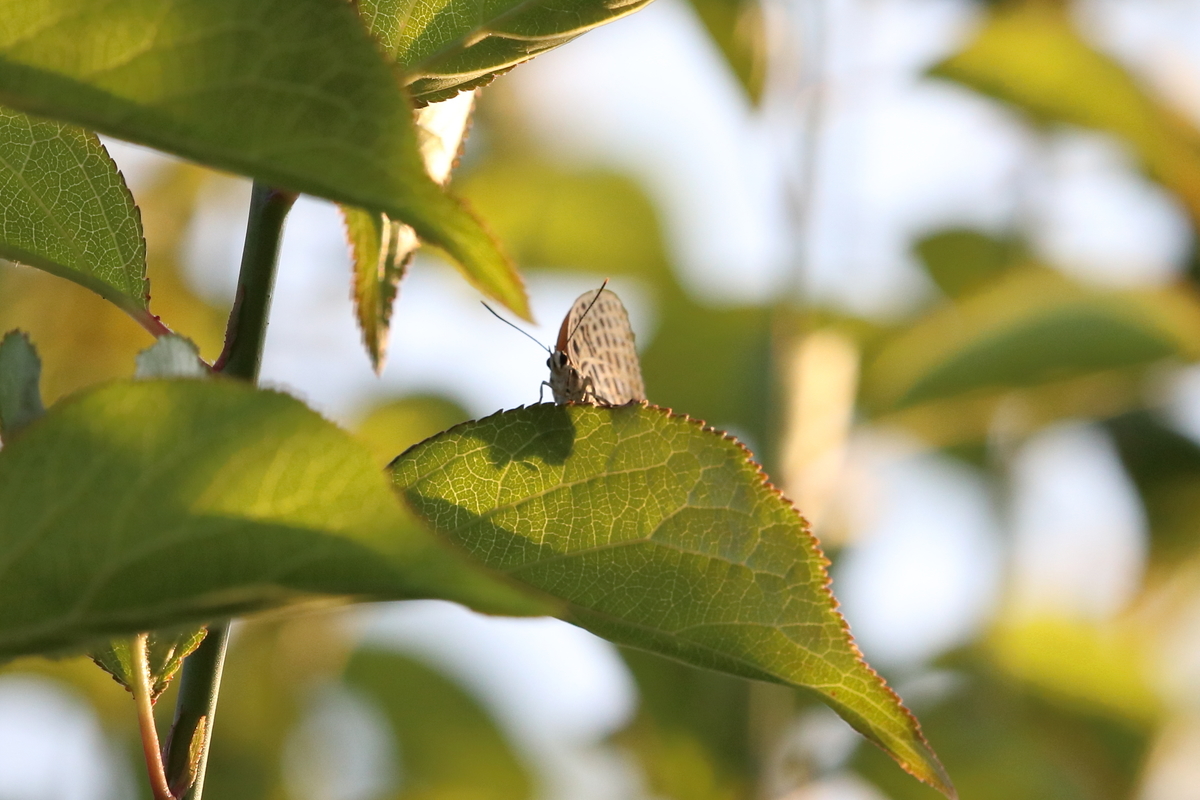 f:id:butterflyer:20200617204530j:plain