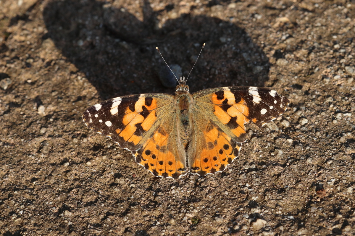 f:id:butterflyer:20200617204555j:plain