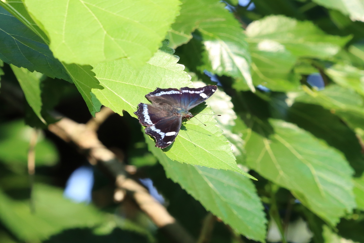 f:id:butterflyer:20200617204620j:plain