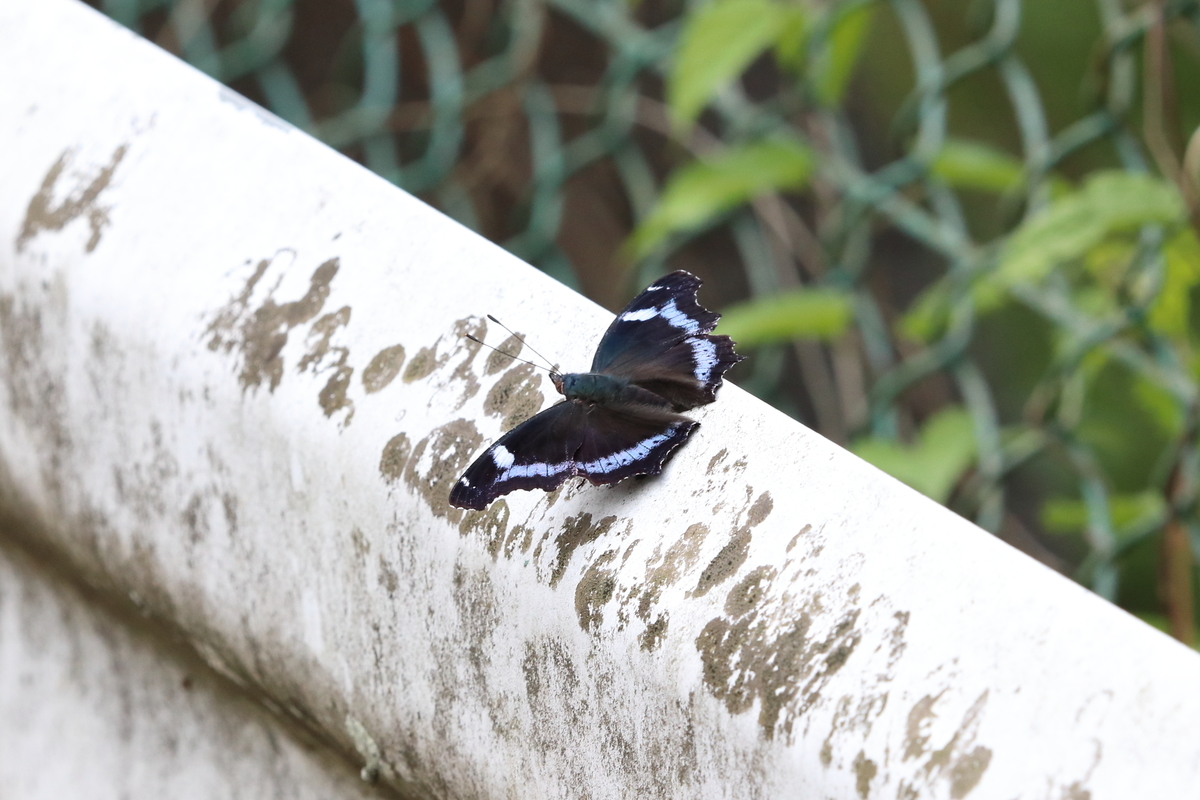 f:id:butterflyer:20200617204623j:plain