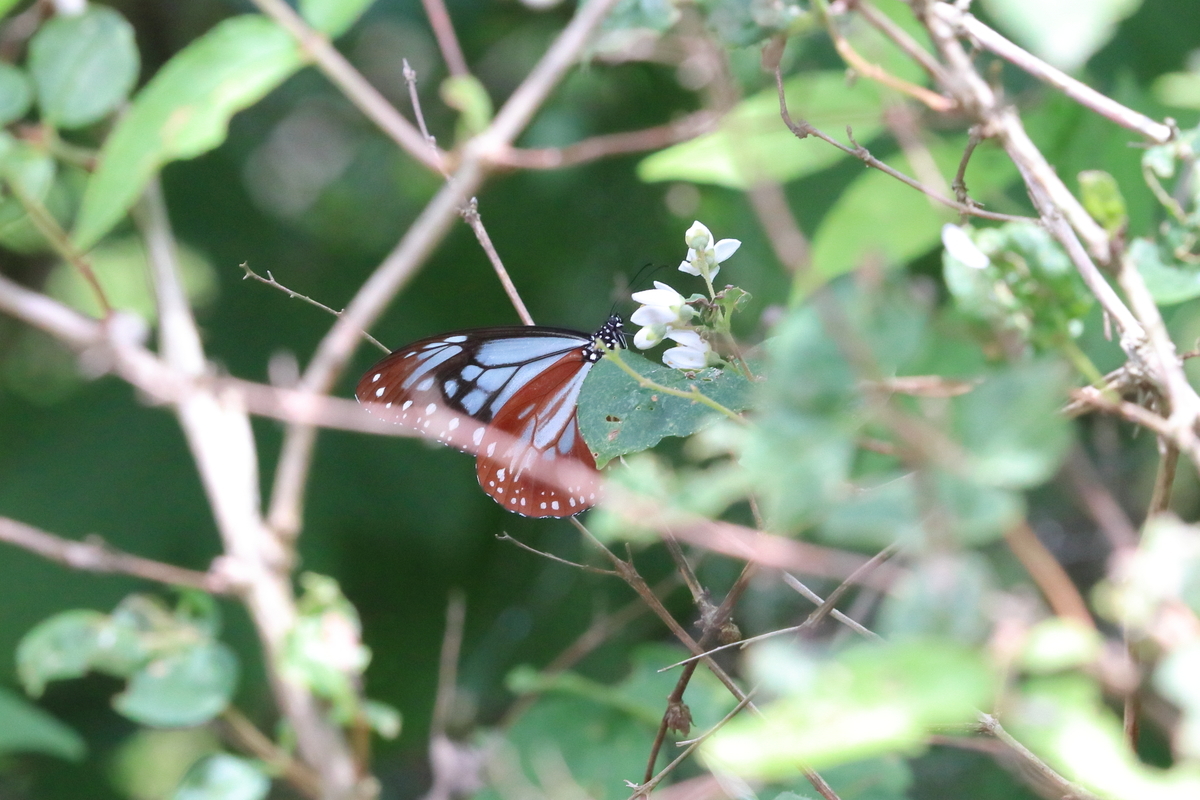 f:id:butterflyer:20200624002316j:plain