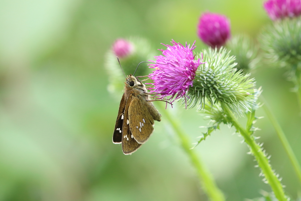 f:id:butterflyer:20200624002347j:plain