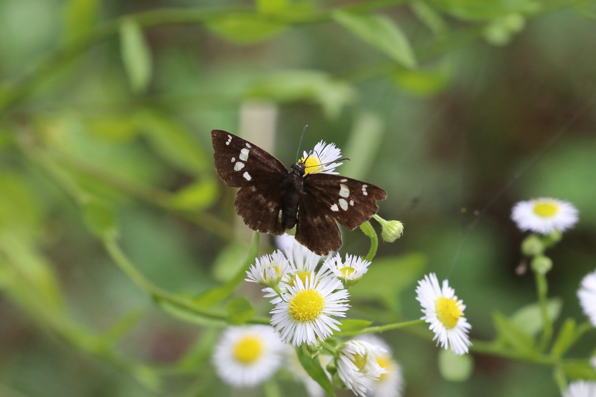 f:id:butterflyer:20200624002441j:plain