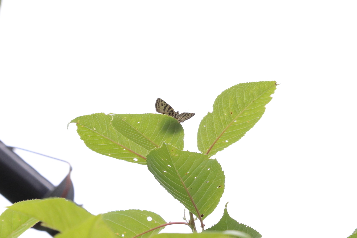 f:id:butterflyer:20200624002634j:plain