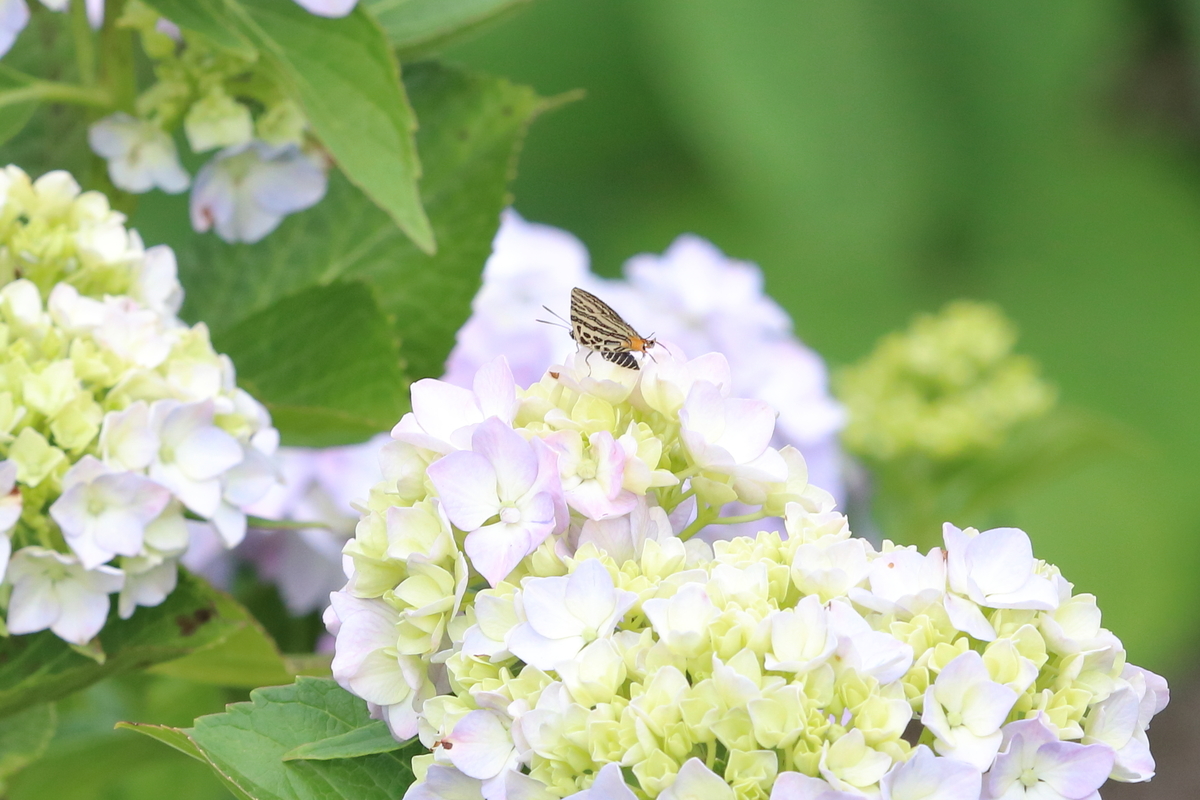 f:id:butterflyer:20200624002745j:plain