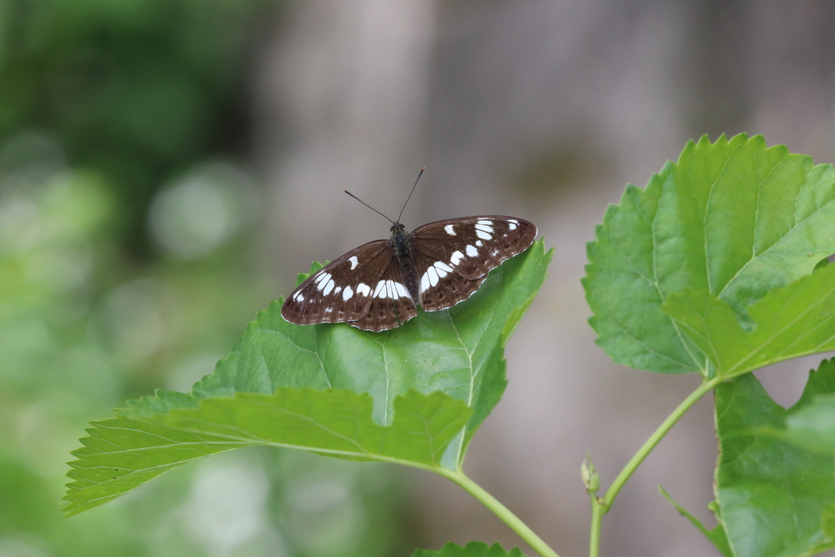 f:id:butterflyer:20200624002823j:plain