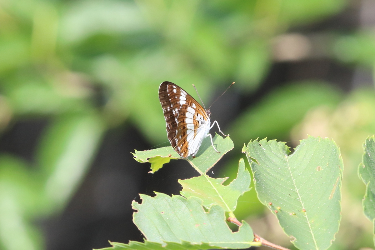 f:id:butterflyer:20200624002908j:plain