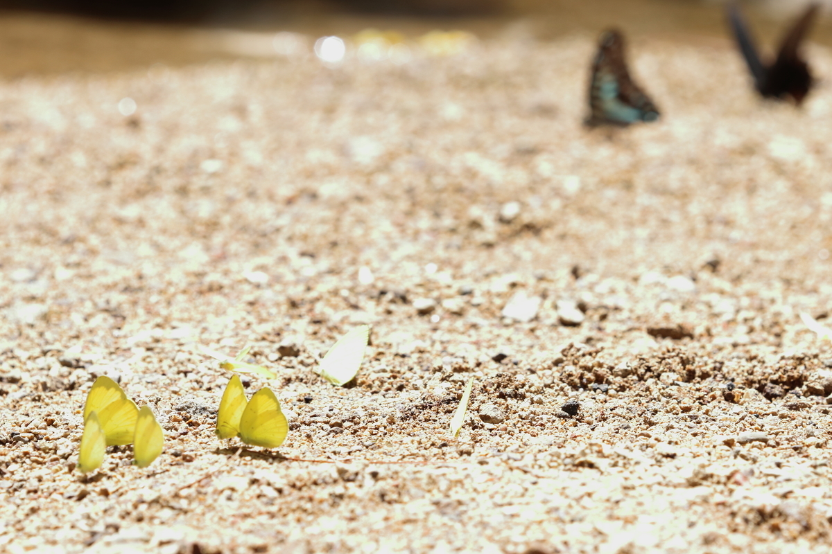 f:id:butterflyer:20200716203607j:plain