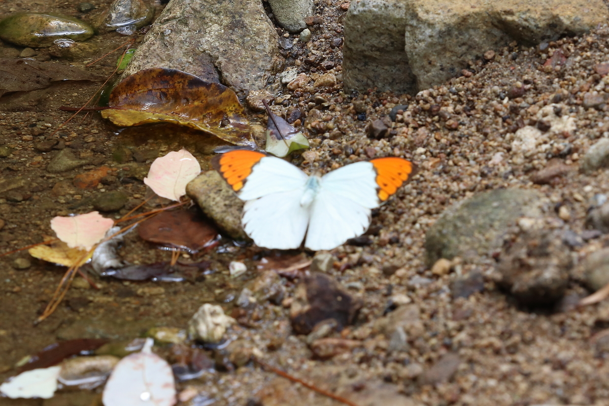 f:id:butterflyer:20200716203612j:plain