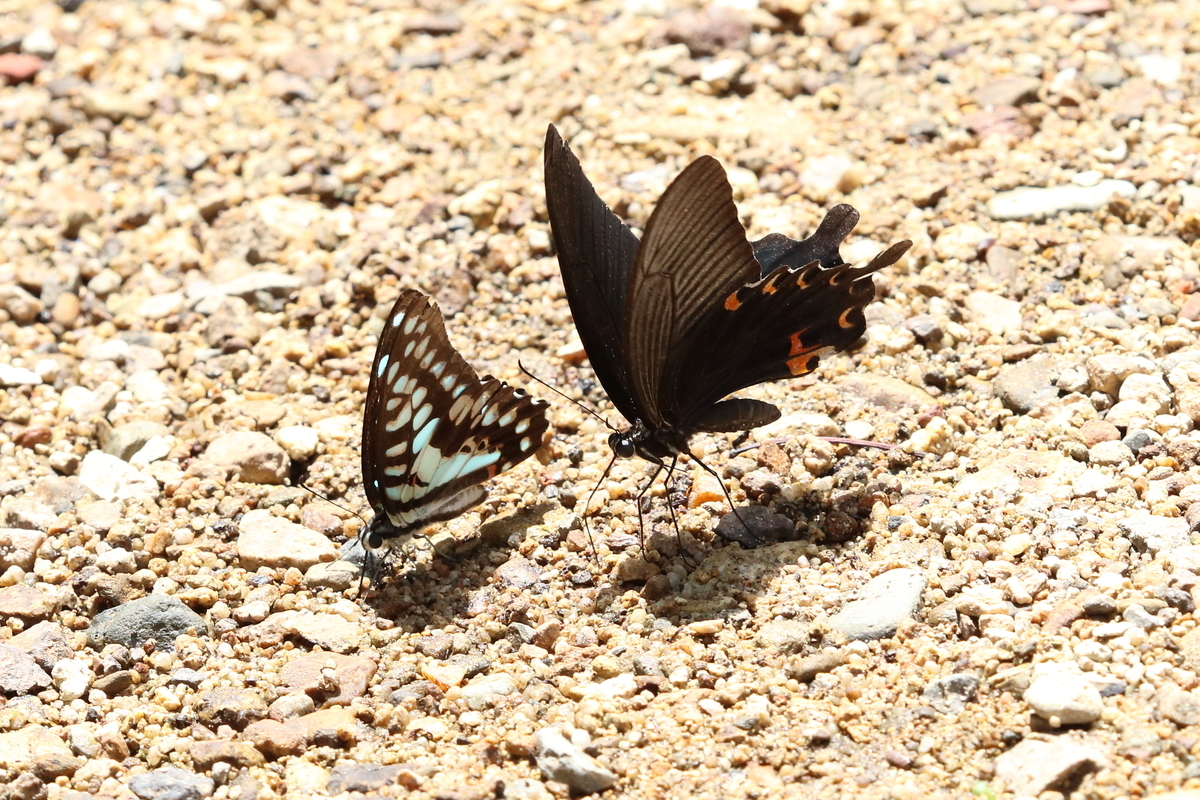 f:id:butterflyer:20200716203616j:plain