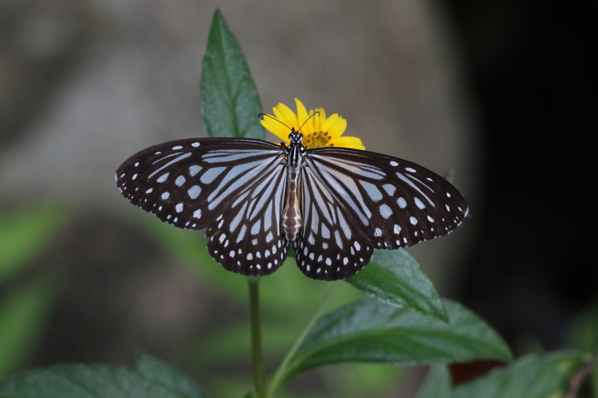 f:id:butterflyer:20200724231831j:plain