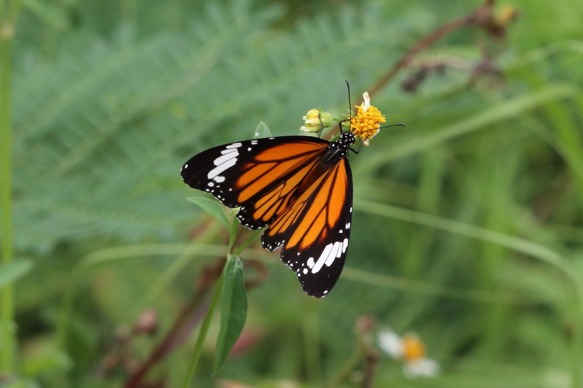 f:id:butterflyer:20200724232157j:plain