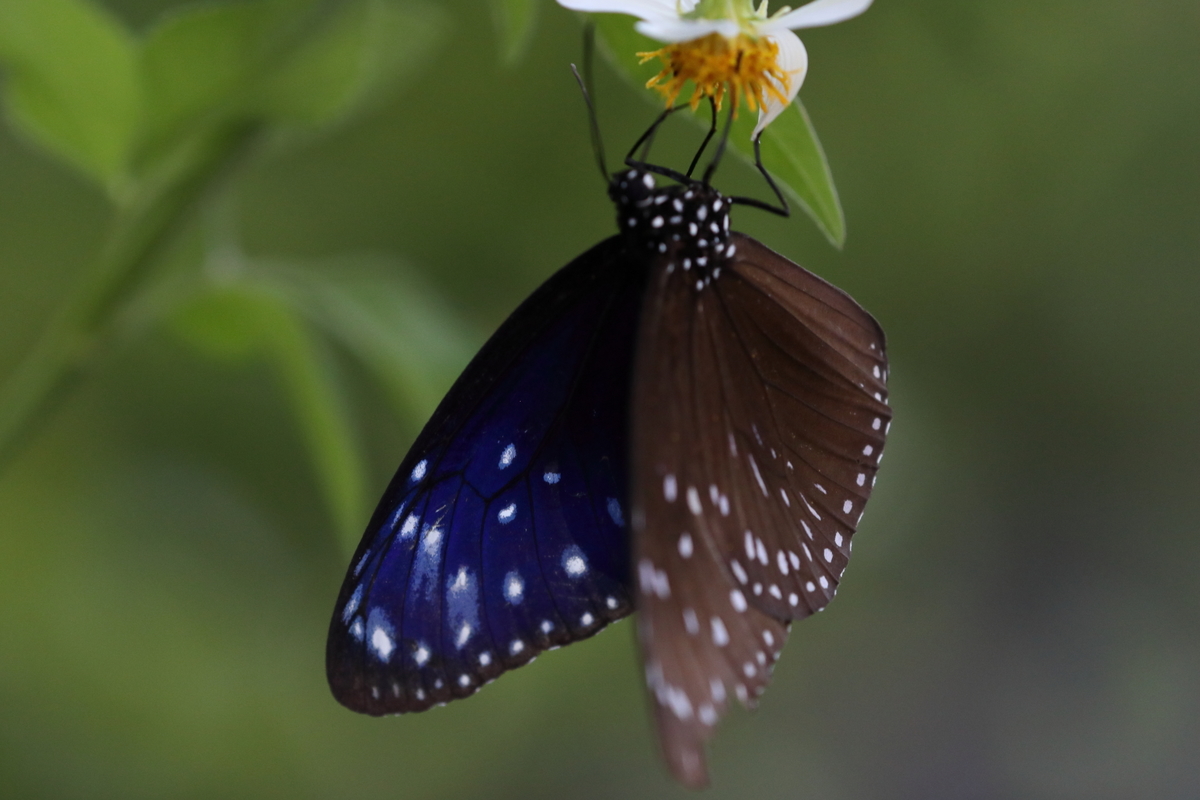 f:id:butterflyer:20200724232341j:plain