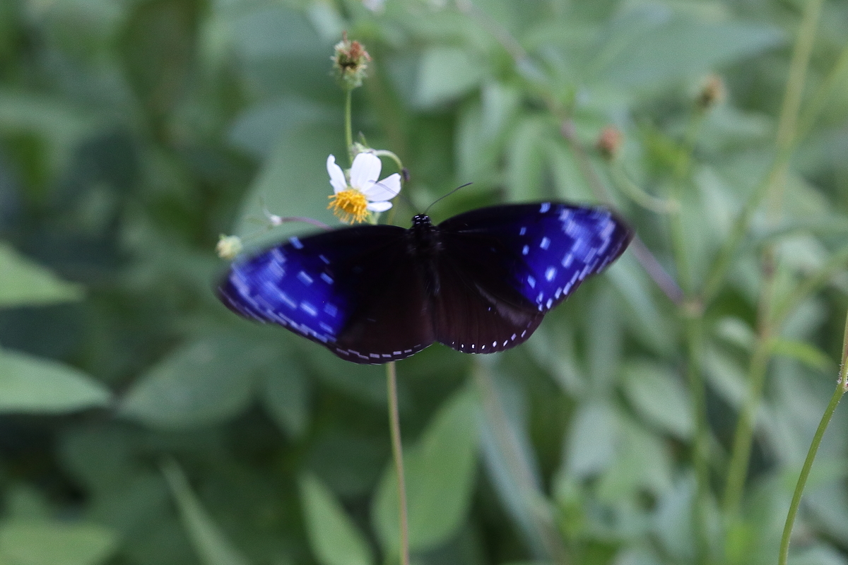 f:id:butterflyer:20200724232408j:plain