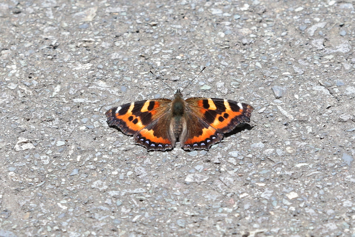 f:id:butterflyer:20200802194903j:plain