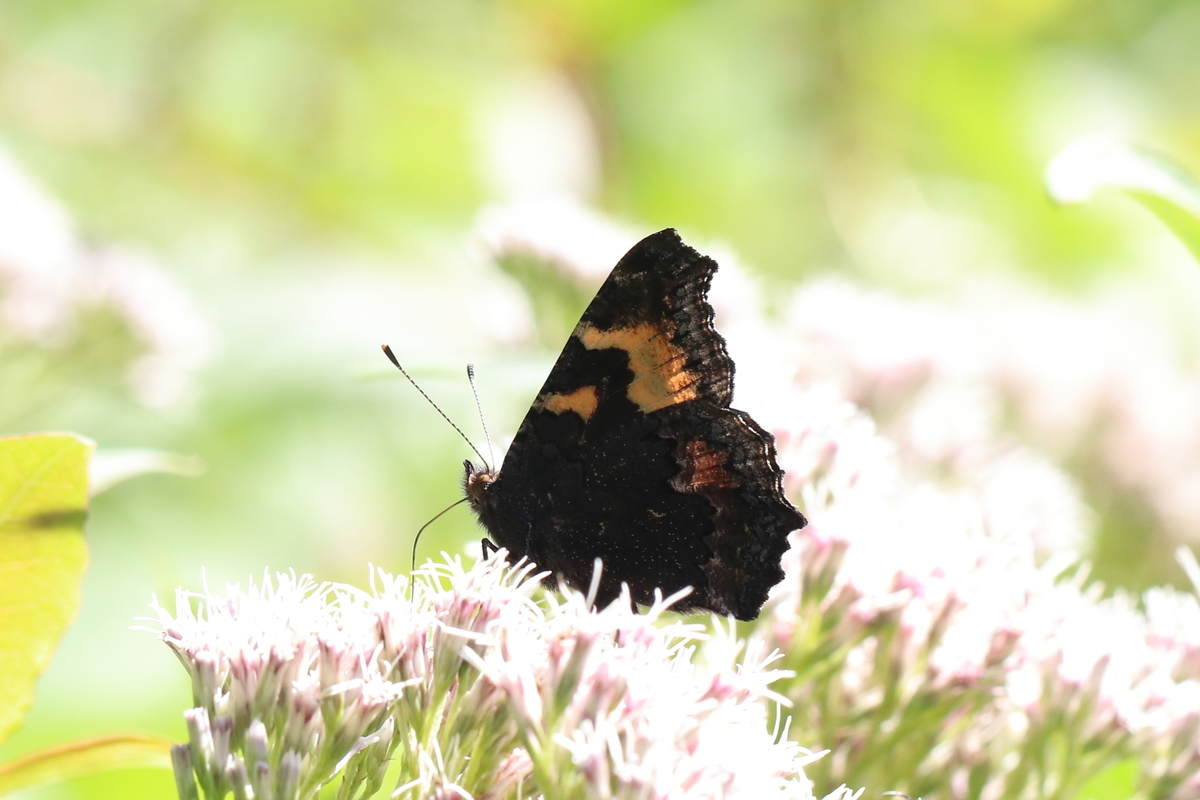 f:id:butterflyer:20200802201647j:plain