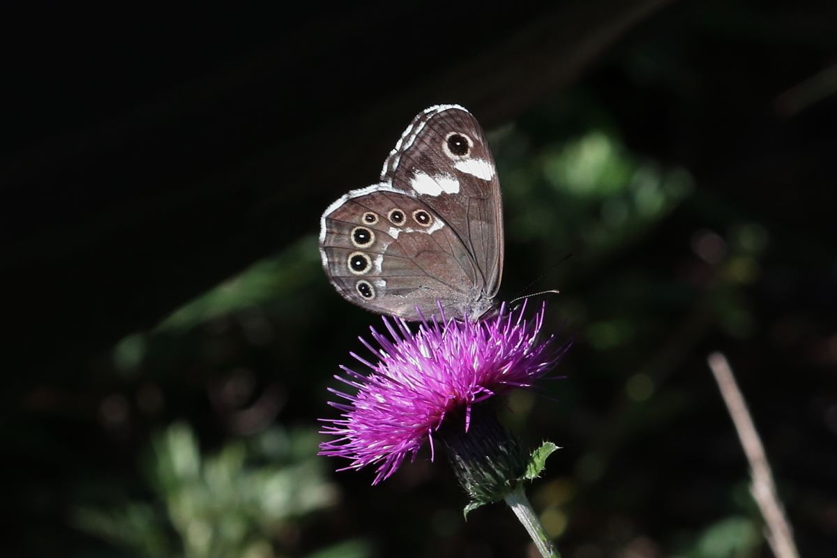 f:id:butterflyer:20200805212313j:plain f:id:butterflyer:20200805212313j:plain