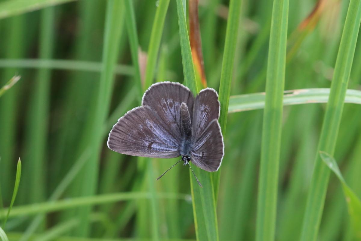 f:id:butterflyer:20200812201929j:plain f:id:butterflyer:20200812201929j:plain