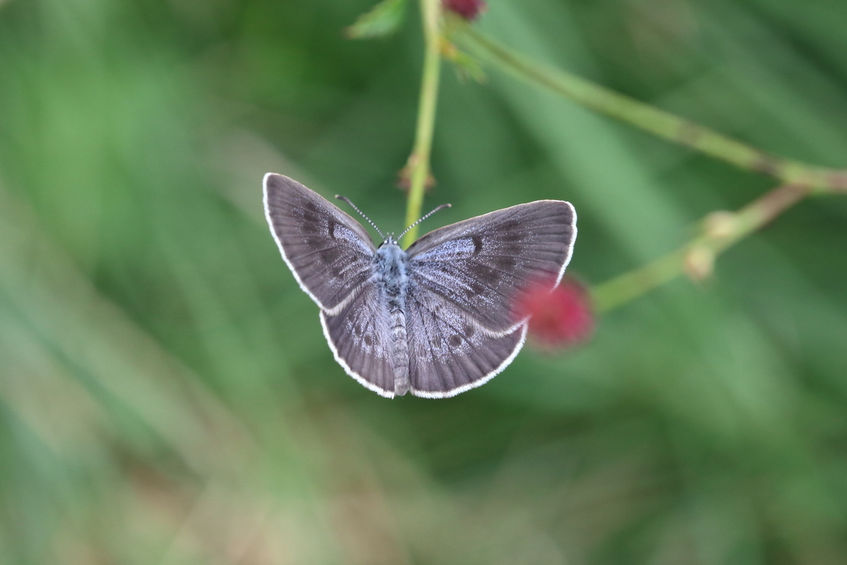 f:id:butterflyer:20200812202138j:plain f:id:butterflyer:20200812202138j:plain